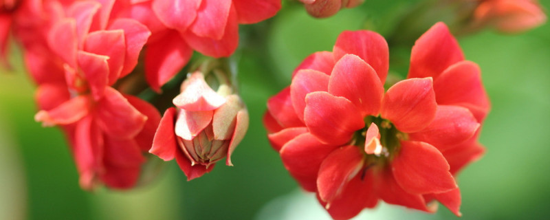 迎春花和长寿花是一个品种吗 迎春花和长寿花的区别