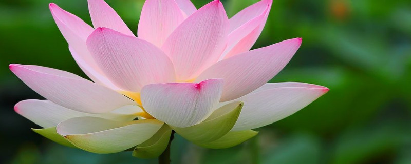 荷花能在清水里养吗 荷花能在清水里养吗怎么养
