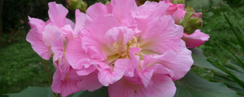 芙蓉花是怎么传插的（咯菌腈中毒）