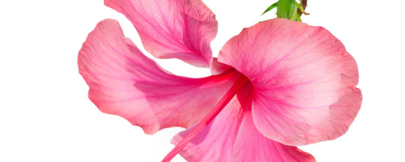 芙蓉花夏季放在哪里 姨妈来前不掉秤