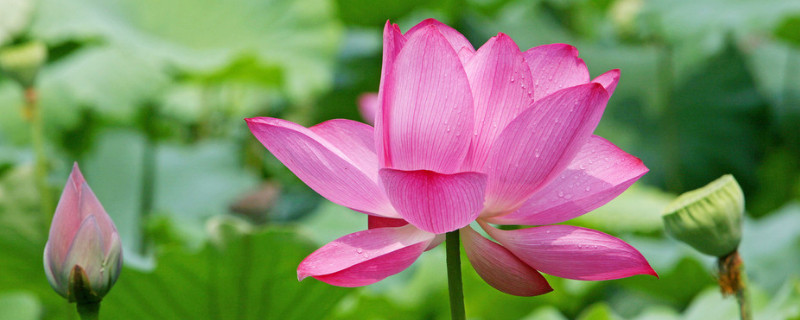 半夜莲花开可以插吗（莲花总在半夜开）