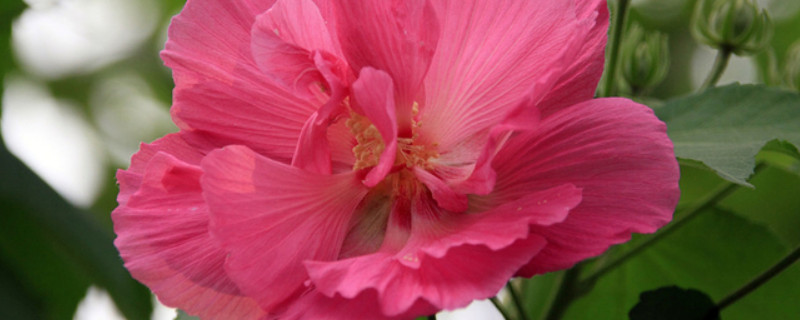 芙蓉花种子能种出花吗（芙蓉花种子能种出花吗）