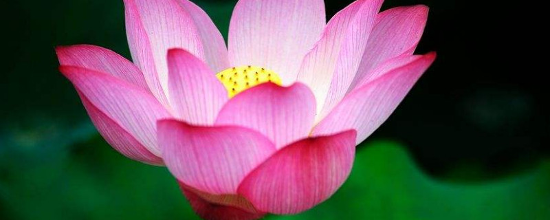 荷花秋天怎么养殖方法（荷花秋天怎么养殖方法视频）