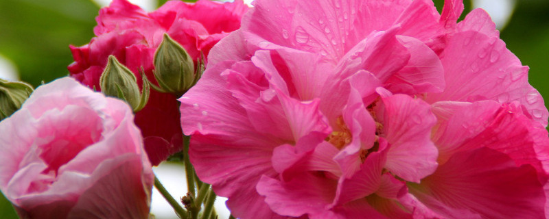 芙蓉花没开时有叶子吗 芙蓉花没开时有叶子吗视频