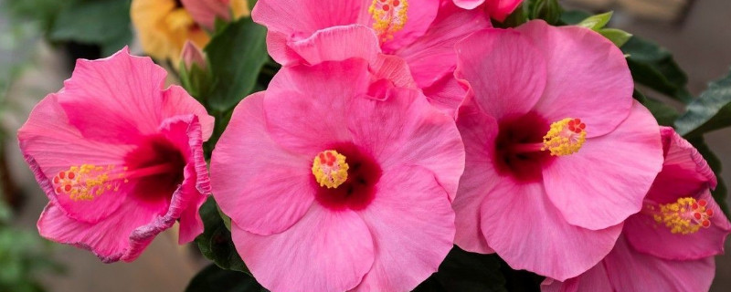 芙蓉花夏季能换盆吗（芙蓉花夏季能换盆吗冬季）