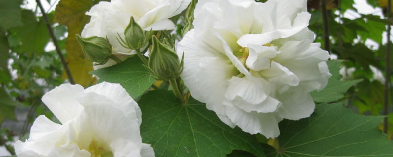 芙蓉花半年没浇水还能活吗 芙蓉花半年没浇水还能活吗