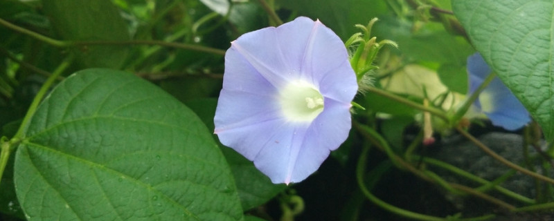 盆栽牵牛花黄叶怎么办 牵牛花叶子变黄怎么办