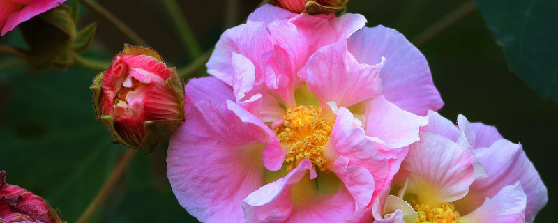 芙蓉花和扶桑花的区别（芙蓉花与扶桑花的区别）