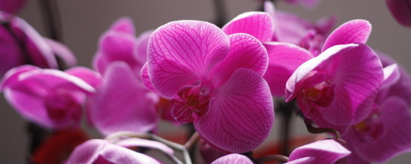 蝴蝶兰如何再次开花 蝴蝶兰怎么再次开花