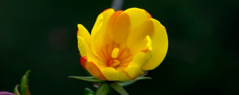 迎春花夏天养殖和注意事项 迎春花夏天能栽活吗
