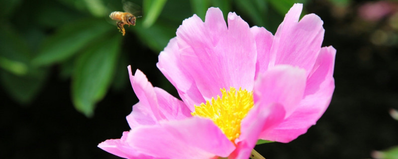 芙蓉花种子的播种方法（芙蓉花种子的播种方法有哪些）