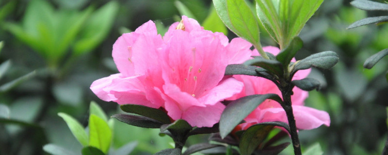 杜鹃花花蕾期能追肥吗 杜鹃花花蕾期能追肥吗视频