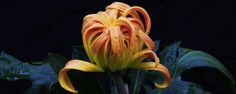 菊花的根的特点是什么 菊花的根的特点是什么和什么