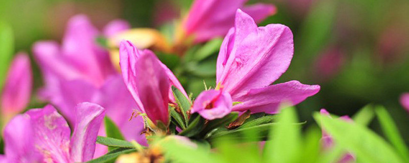 杜鹃花是什么花卉（杜鹃花是什么花卉图片）