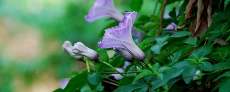 牵牛花发芽了怎么养 牵牛花发芽长什么样