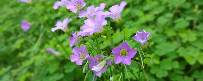 牵牛花藤蔓怎么扦插（牵牛花藤蔓图片）