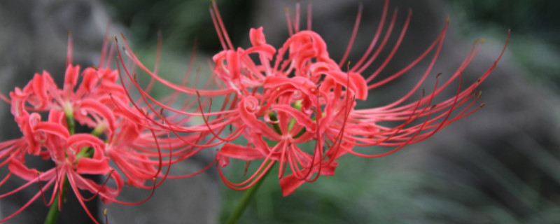 彼岸花叶子枯萎要等多久才开花（彼岸花叶子枯萎了）