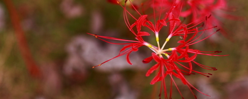 彼岸花根茎是什么样子 彼岸花根茎是什么样子的图片