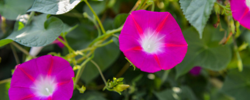 牵牛花能吃吗 牵牛花有什么特点
