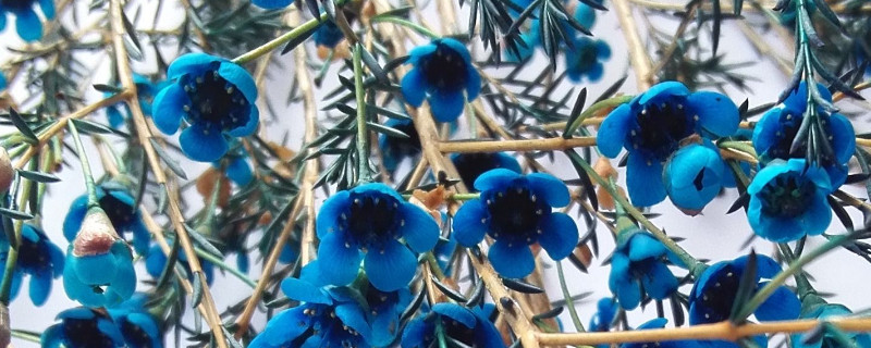 澳梅花怎么养 澳梅花能养多久