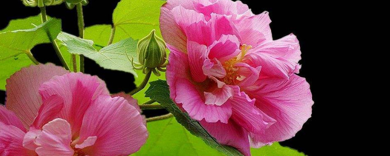 芙蓉花的茎烂是咋回事（芙蓉花茎黑了什么原因）