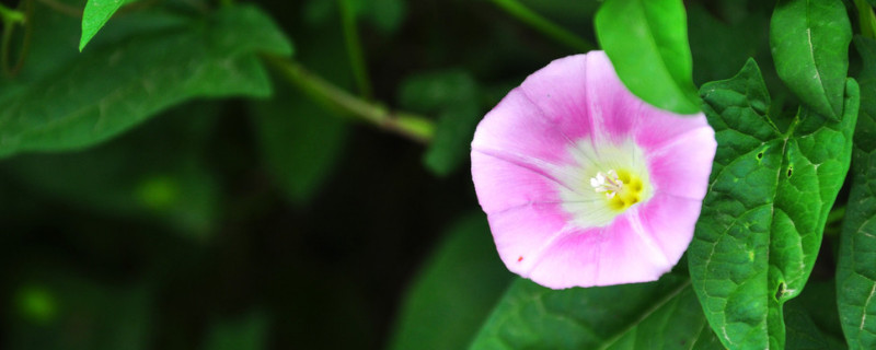 牵牛花的种子什么时候种（牵牛花种子什么时候种比较好呢）