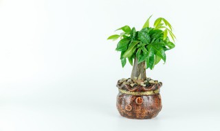 家里放什么大盆植物最好（家里放的大盆植物都有哪些）