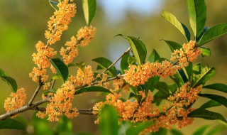 桂花家里可以栽吗 家里面可以栽桂花吗