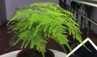 家里适合栽文竹吗