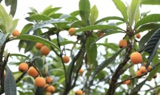 琵笆树能栽家里吗（院子种枇杷树好不好）