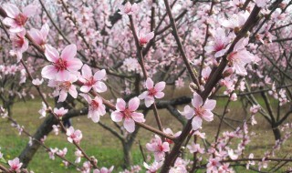 桃花能往家里栽吗（桃花能往家里栽吗视频）