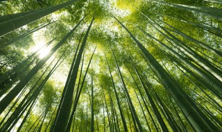 罗汉竹能栽家里吗 家里可以栽罗汉竹吗