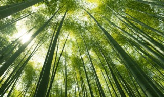 家里栽竹吉利吗（家里能栽竹子吗?）