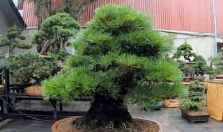 松树可以栽家里吗（松树能栽家里吗）