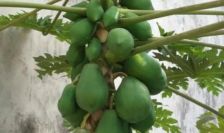 木瓜树家里能栽吗（木瓜树家里能栽吗视频）