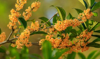 家里能栽桂花盆栽吗（家里能栽桂花盆栽吗风水好吗）