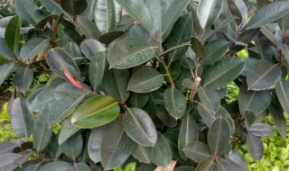 橡皮榕树家里能栽吗（橡皮榕树怎么养）