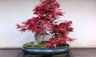 家里栽红枫可以吗 家里能栽红枫吗
