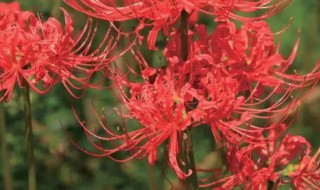 彼岸花家里可以栽吗 彼岸花家里可以栽吗有毒吗
