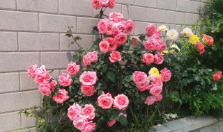 家里栽的月季花可以吃吗（家里栽的月季花可以吃吗有毒吗）