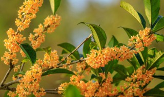 桂花树能栽家里面吗 桂花树能栽家里面吗风水好吗