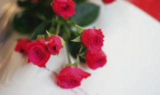 冬季家里能栽玫瑰花吗（冬季家里能栽玫瑰花吗视频）