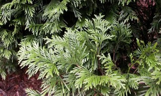 家里面可以栽扁柏吗（种扁柏家庭有吉利吗）