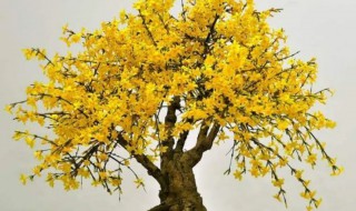 家里可以栽迎春花吗 迎春花栽在家里好不好
