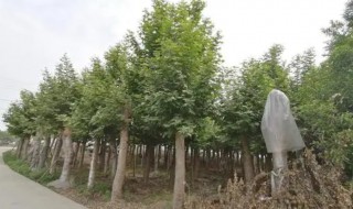 法国梧桐家里能栽吗（法国梧桐家里能栽吗）