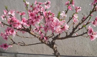 盆景桃树家里可以栽吗（家里能不能盆栽桃树）