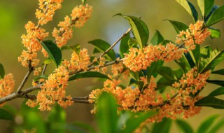 家里能栽桂花吗 家里能栽桂花吗风水好吗