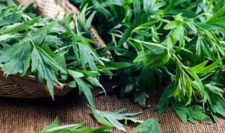 艾草家里能栽吗（艾草能种在家里吗）