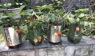家里院子能栽草莓吗 家庭院子里可以种植草莓吗