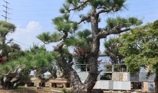 松树能往家里栽吗 松树能栽在家里吗